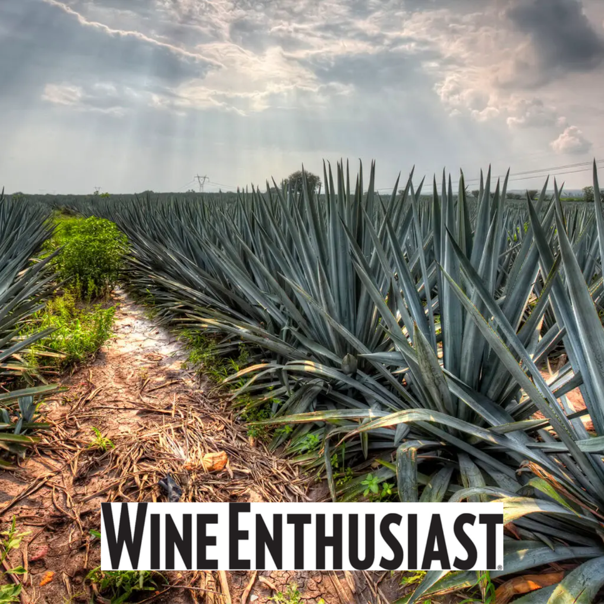 WINE ENTHUSIAST - From $26 to $225, 10 Reposado Tequilas for Every Budget