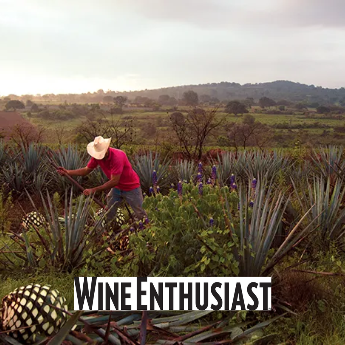 WINE ENTHUSIAST - Traveling Down the Tequila Trail